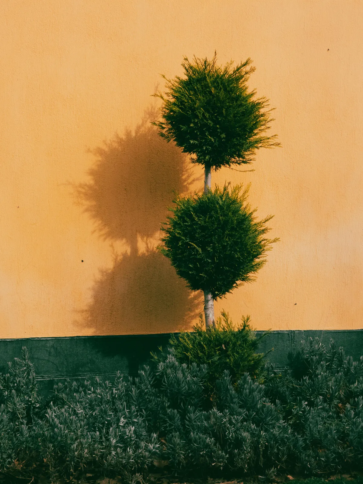 Arbre esthétique symbolisant la conservation dans le temps
